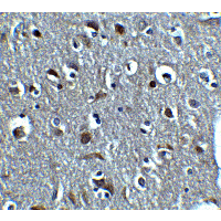 RLN3 / Relaxin 3 Antibody