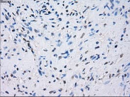 FCGR2 / CD32 Antibody (clone OTI6D11)