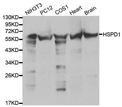 HSPD1 / HSP60 Antibody