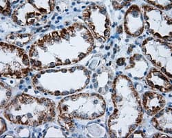 RIC8A Antibody (clone OTI3G3, Carrier-free)
