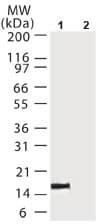 CYCS / Cytochrome c Antibody (clone 6H2.B4)