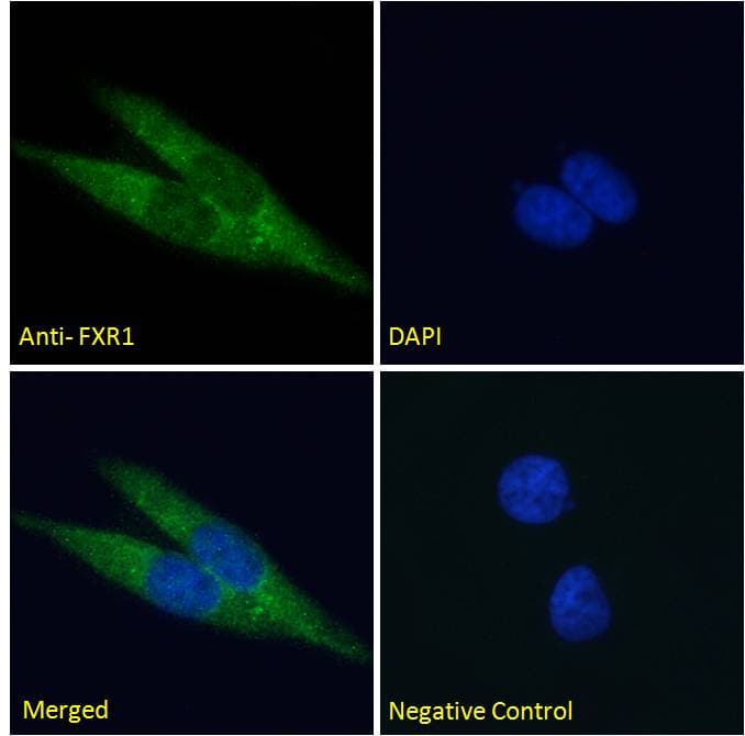 Polyclonal Goat anti-Human FXR1 Antibody (aa317-330, IF, WB)