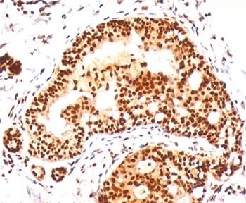 SUMO2 + SUMO3 Antibody (clone SM23/496, Ready-to-Use)