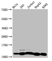 HIST1H4I Antibody