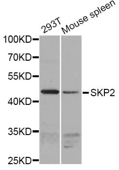 SKP2 Antibody