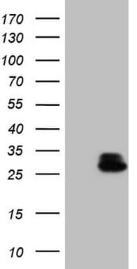 RHOC Antibody (C-Terminus, clone OTI3C6)