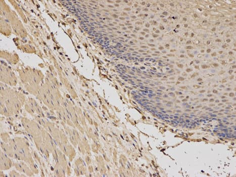 BDNF Antibody
