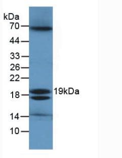 eco / Ecotin Antibody