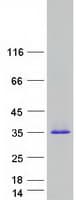 Human PRG3 Protein (Recombinant Myc-DDK (Flag))