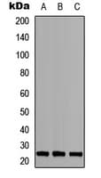 MOB3A + MOB3B Antibody (N-Terminus)