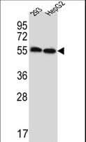 EnvR / ERV3 Antibody (aa445-474)