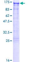 Human PPP6R2 / SAPS2 Protein (Recombinant GST)