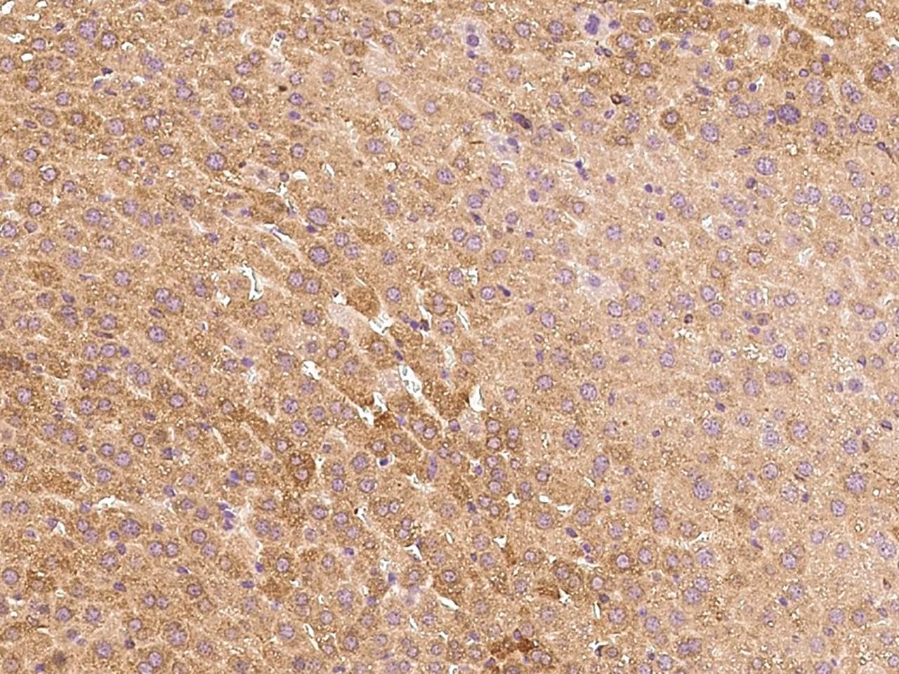 Polyclonal Rabbit anti-Mouse NTRK1 / TrkA Antibody (Preservative Free, IHC)