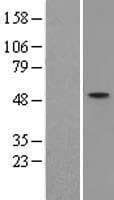 FEZL / FEZF2 Protein (Over-Expression Lysate Myc-DDK (Flag))