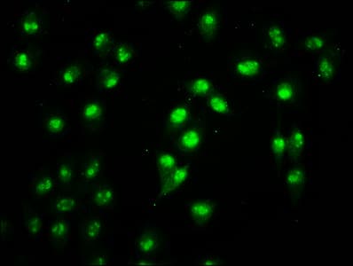 Polyclonal Rabbit anti-Human HIST1H2BN Antibody (IF)