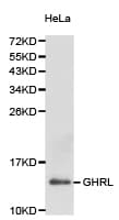 Ghrelin Antibody