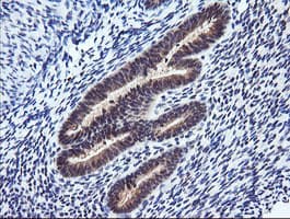 RASSF8 Antibody (clone OTI1A1)