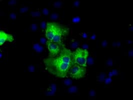 Monoclonal Mouse anti-Human HID1 / C17orf28 Antibody (clone OTI2H6, IF, WB)