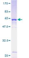 Human NUDT6 Protein (Recombinant GST)