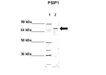 PSIP1 / LEDGF Antibody (aa311-360)