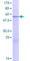 Human THEM5 Protein (Recombinant GST)