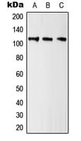 Kv10.1 / KCNH1 Antibody (Internal)
