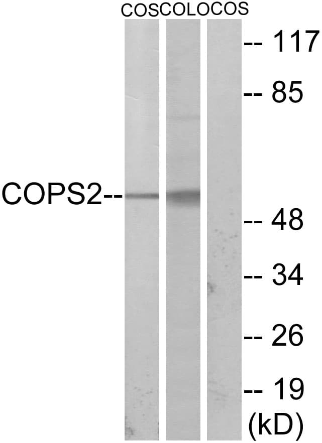 COPS2 / TRIP15 / ALIEN Antibody (aa181-230)