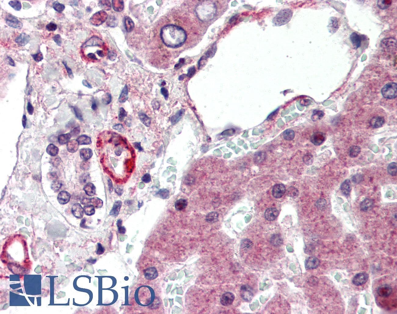 IHC-plus™ Apolipoprotein A-V Antibody (clone 1G5G9)
