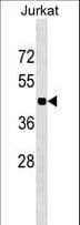 HOXC10 Antibody (aa152-179)