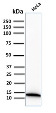 S100A4 / FSP1 Antibody (aa1-200, clone S100A4/2750R)