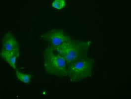 RNF144B Antibody (clone OTI9H10)