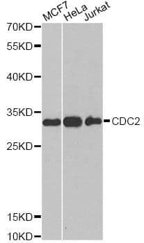 CDK1 / CDC2 Antibody