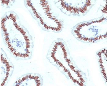 HNF1A / HNF1 Antibody (clone HPTF1A-1)