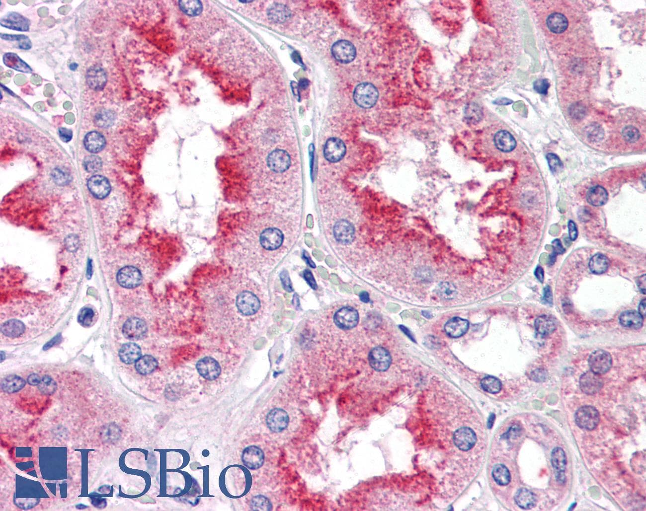 IHC-plus™ SMAD9 Antibody (aa166-179)