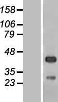 C5orf45 Protein (Over-Expression Lysate Myc-DDK (Flag))