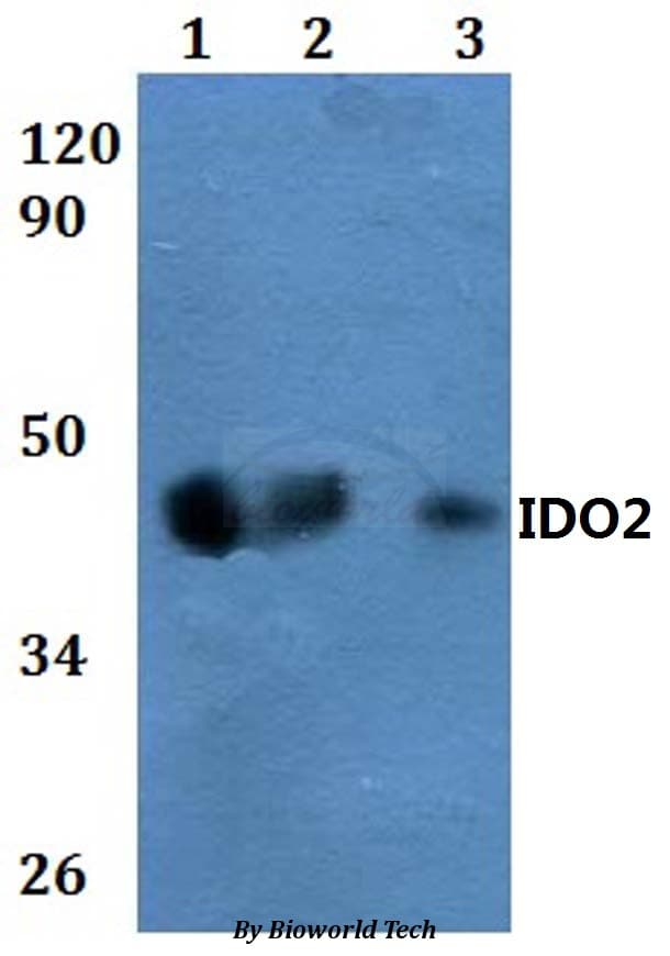 IDO2 / INDOL1 Antibody