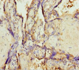 TMEM43 Antibody
