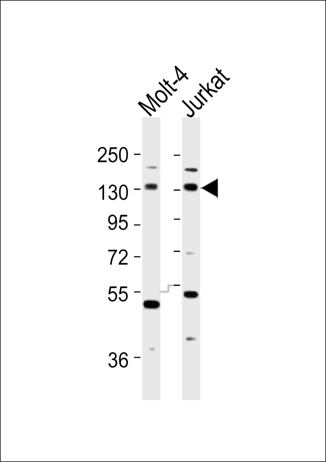 INCENP Antibody