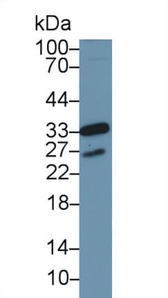 CDK1 / CDC2 Antibody (aa13-297)