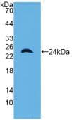 AMBP Antibody (aa18-202)