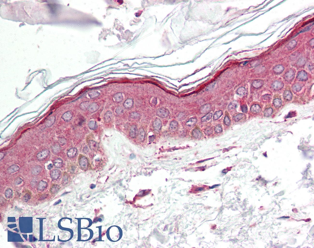 PathPlus™ IL23A / IL-23 p19 Antibody