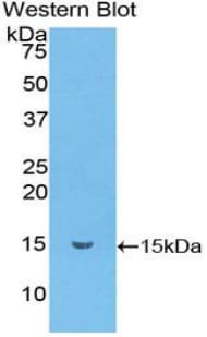 Ccl6 Antibody (aa22-116)