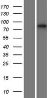 RNF43 Protein (Over-Expression Lysate Myc-DDK (Flag))