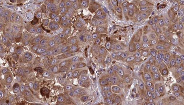 GPR161 Antibody