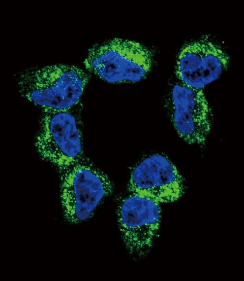 Polyclonal Rabbit anti-Human BDNF Antibody (aa206-236, IHC, IF, WB)