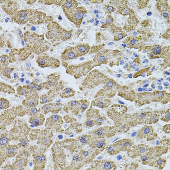 PHF1 Antibody