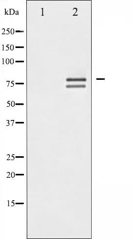 LMNA / Lamin A+C Antibody