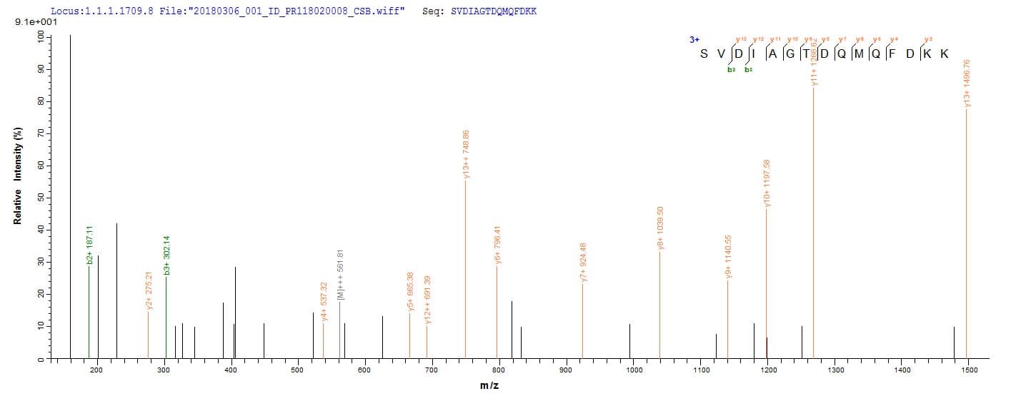 Bordetella bronchiseptica BB3856 Protein (Recombinant 6His, N-terminus)
