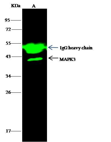 MAPK3 / ERK1 Antibody (Preservative Free)