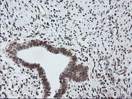 ZSCAN18 / ZNF447 Antibody (clone OTI4F12)